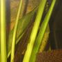 freshwater fish - farlowella vittata - twig catfish stocking in 20 gallons tank - A Twig Catfish