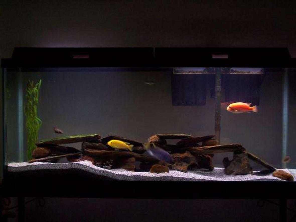 55 gallons freshwater fish tank (mostly fish and non-living decorations) - My 55gal assorted Malawi cichlid tank. Also 2 plecos, 2 danias, and botia.