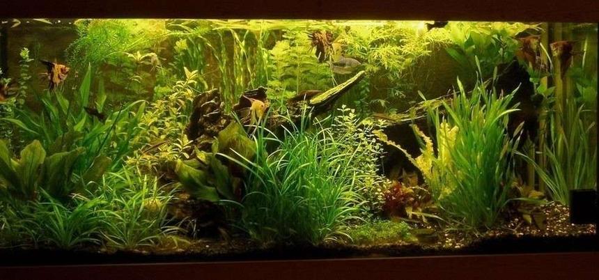 Rated #9: Planted Tank - Aquarium 150 x 60 x 50 ///
Filter... external, foam, 4,5 galons ///
Light ... 6 x 36 watt ///
CO2 ... yeast + sugar ///
UV sterilization ... DeBary 15 watt ///