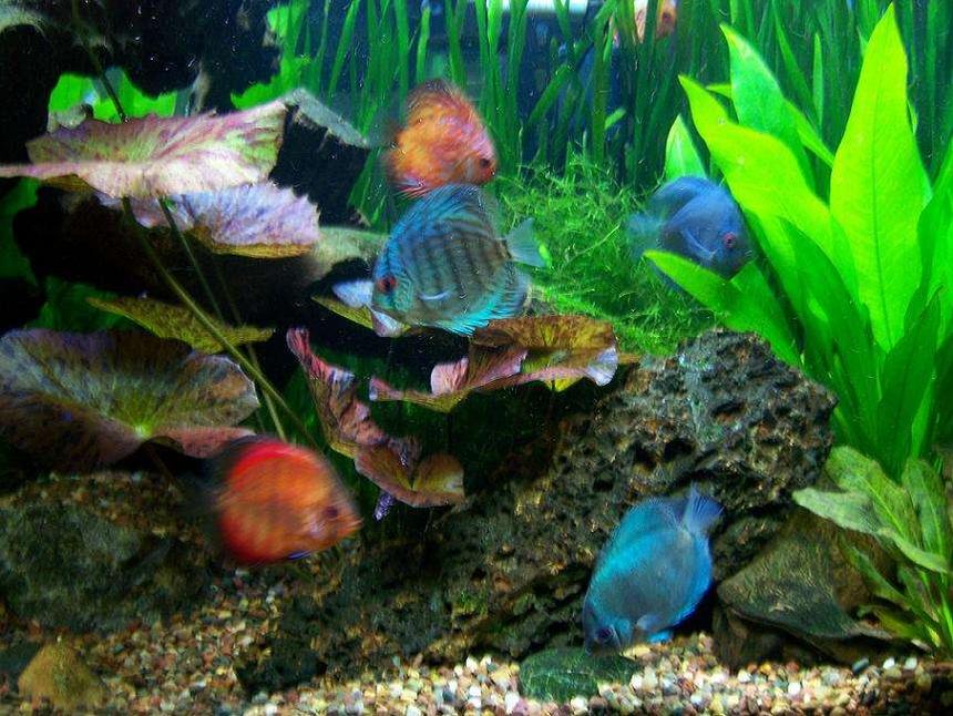Rated #39: Freshwater Fish - Symphysodon Sp. - Royal Red Discus Stocking In 56 Gallons Tank - Assorted Discus
