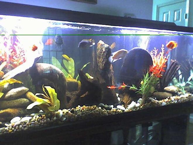 125 gallons freshwater fish tank (mostly fish and non-living decorations) - NEW PIC OF CICHLID TANK