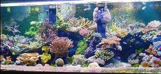 240 gallons reef tank (mostly live coral and fish) - reef