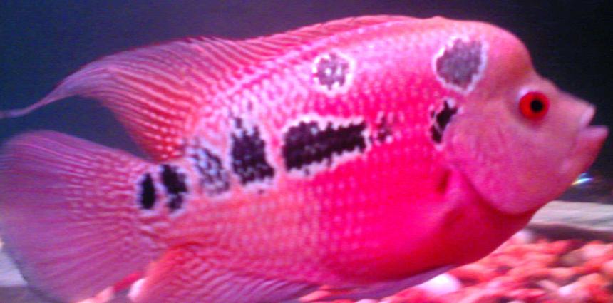 Rated #1273: Freshwater Fish - Cichlasoma Sp. - Flower Horn Cichlid Stocking In 50 Gallons Tank - 6 months male red dragon - my first collection