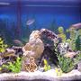 29 gallons freshwater fish tank (mostly fish and non-living decorations) - 29 gallon cichlid tank