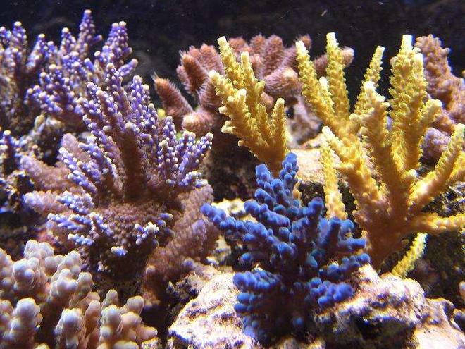 corals inverts - acropora sp. - acropora coral, blue stocking in 450 gallons tank - A LITTLE COLOR-