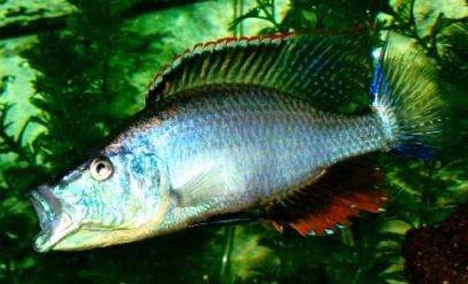 freshwater fish - dimidiochromis compressiceps - compressiceps cichlid stocking in 60 gallons tank - D.compressiceps 7"