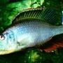 freshwater fish - dimidiochromis compressiceps - compressiceps cichlid stocking in 60 gallons tank - D.compressiceps 7"