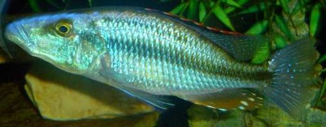 freshwater fish - dimidiochromis compressiceps - compressiceps cichlid stocking in 60 gallons tank - D.compressiceps 7"