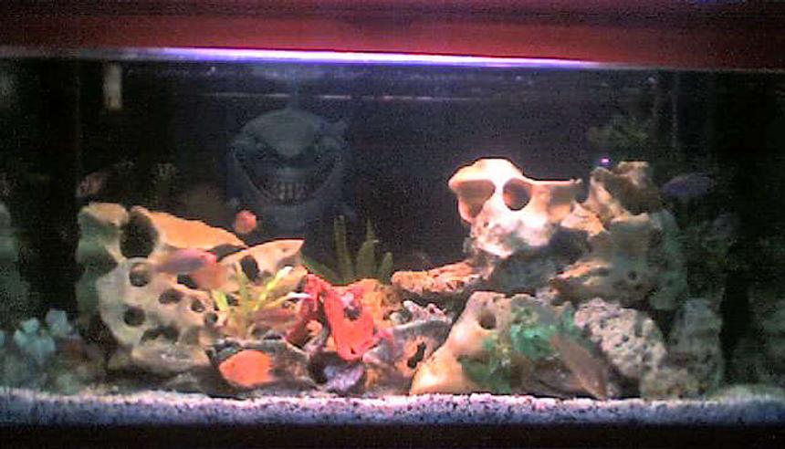 Rated #3118: 50 Gallons Freshwater Fish Tank - pix #2
50 gal.
overhead filter, air bubbles, fake plants, skull stones, garden rocks, 5 colors sand.
Fishes are escondido, 1 white cichlid, blue jewel, 5 colors peacock, surinamensis, tangerine, yellow prince, malari, green ceverum, 3 parrots, jacob, red peacock, blue dolphin, venustus, lanisticola and a pleco.