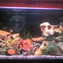 50 gallons freshwater fish tank (mostly fish and non-living decorations) - pix #2 50 gal. overhead filter, air bubbles, fake plants, skull stones, garden rocks, 5 colors sand. Fishes are escondido, 1 white cichlid, blue jewel, 5 colors peacock, surinamensis, tangerine, yellow prince, malari, green ceverum, 3 parrots, jacob, red peacock, blue dolphin, venustus, lanisticola and a pleco.