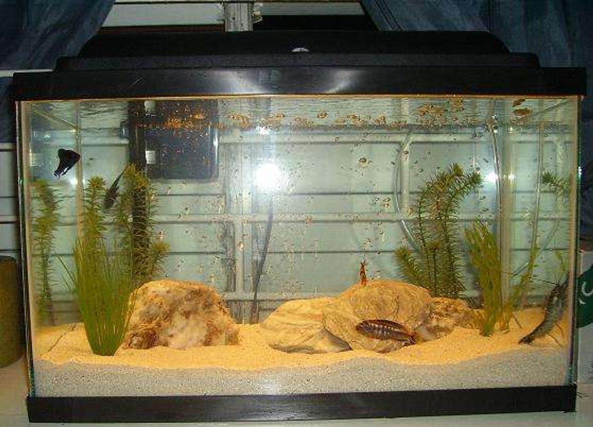10 gallons freshwater fish tank (mostly fish and non-living decorations) - currenlty in my tank are cichlid, tiger barb, craw fish, algae eater and a half beak, i had 2 bettas; a male and female, i had to take them out becasue of the cichlid....im hoping to get a black ghost soon too,