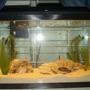 10 gallons freshwater fish tank (mostly fish and non-living decorations) - currenlty in my tank are cichlid, tiger barb, craw fish, algae eater and a half beak, i had 2 bettas; a male and female, i had to take them out becasue of the cichlid....im hoping to get a black ghost soon too,