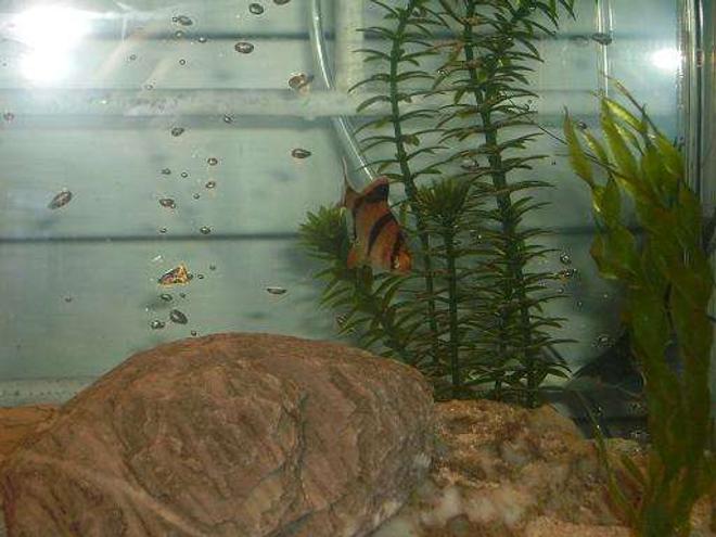 freshwater fish - puntius tetrazona - tiger barb stocking in 10 gallons tank - tiger barb