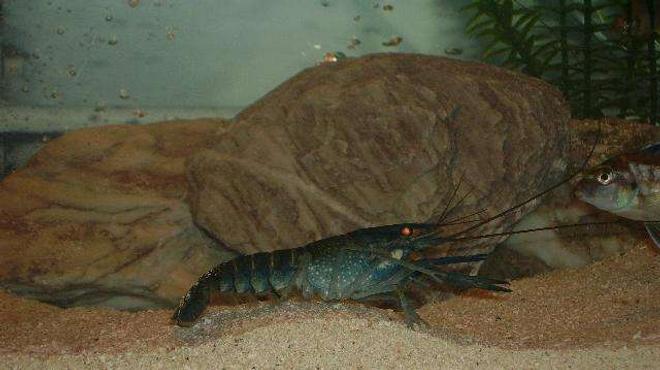 corals inverts - parastacoidea sp. - crayfish stocking in 10 gallons tank - crawfish