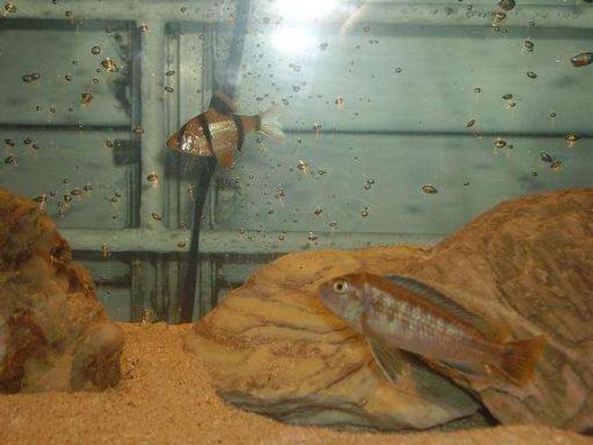 freshwater fish - puntius tetrazona - tiger barb stocking in 10 gallons tank - tiger barb and cichlid