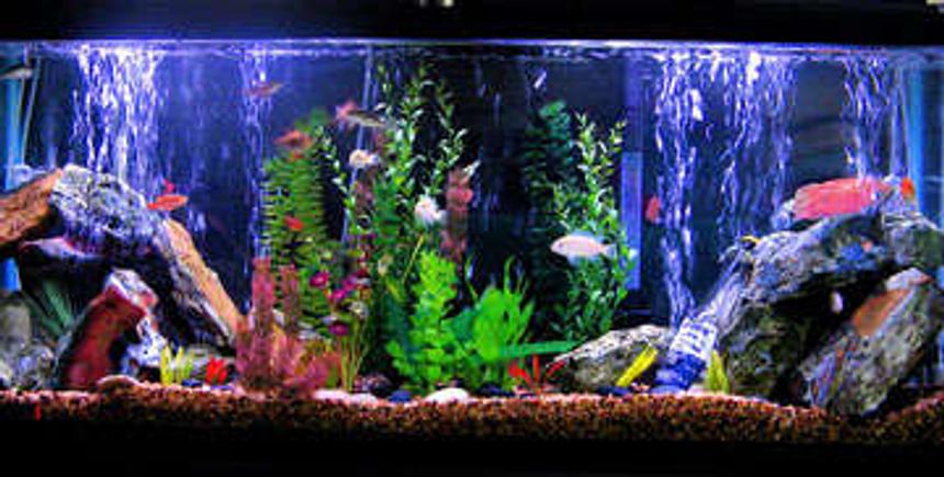 Rated #87: 55 Gallons Freshwater Fish Tank - This is my tank