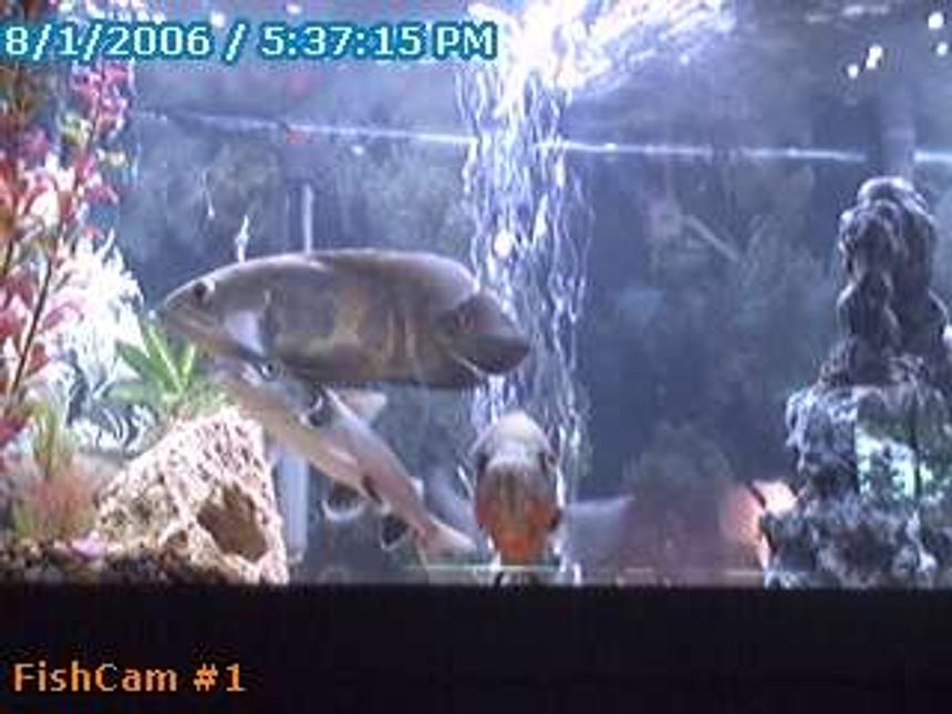 Rated #389: 75 Gallons Freshwater Fish Tank