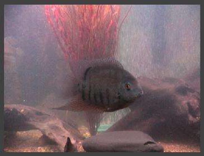 freshwater fish - heros serverus - green severum stocking in 75 gallons tank - Green Severum