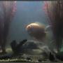 freshwater fish - heros serverus - gold severum stocking in 75 gallons tank - Gold Severum