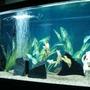 75 gallons freshwater fish tank (mostly fish and non-living decorations) - 75g. w/ juvi. black piranha