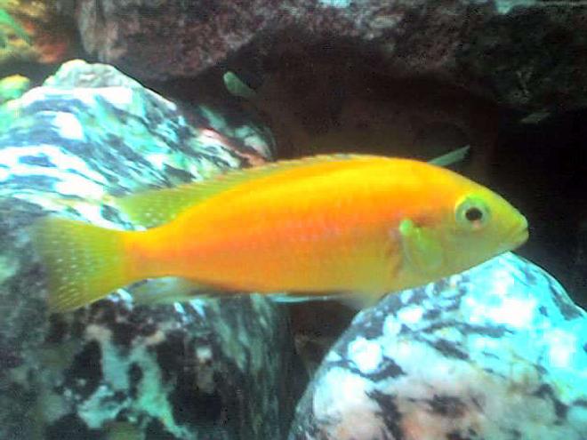 freshwater fish - pseudotropheus estherae - red zebra cichlid stocking in 50 gallons tank - yellow prince