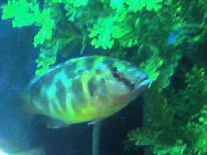 freshwater fish - nimbochromis venustus - venustus cichlid stocking in 50 gallons tank - venustus