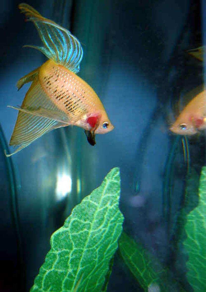 Rated #87: Freshwater Fish - Betta Splendens - Betta - Female Stocking In 29 Gallons Tank - Beta, another fish I adore. 
This is my white/yellow/blue Beta- a wal mart fish, though I adore him. He's vain, and all he does is look at himself. His name is Moby Dick (in memory of my other white beta that died)