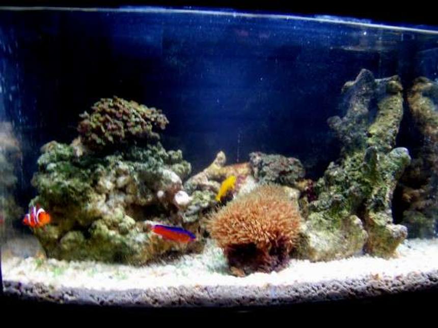 Rated #28: 5 Gallons Saltwater Fish Tank - my 5 gallon updated