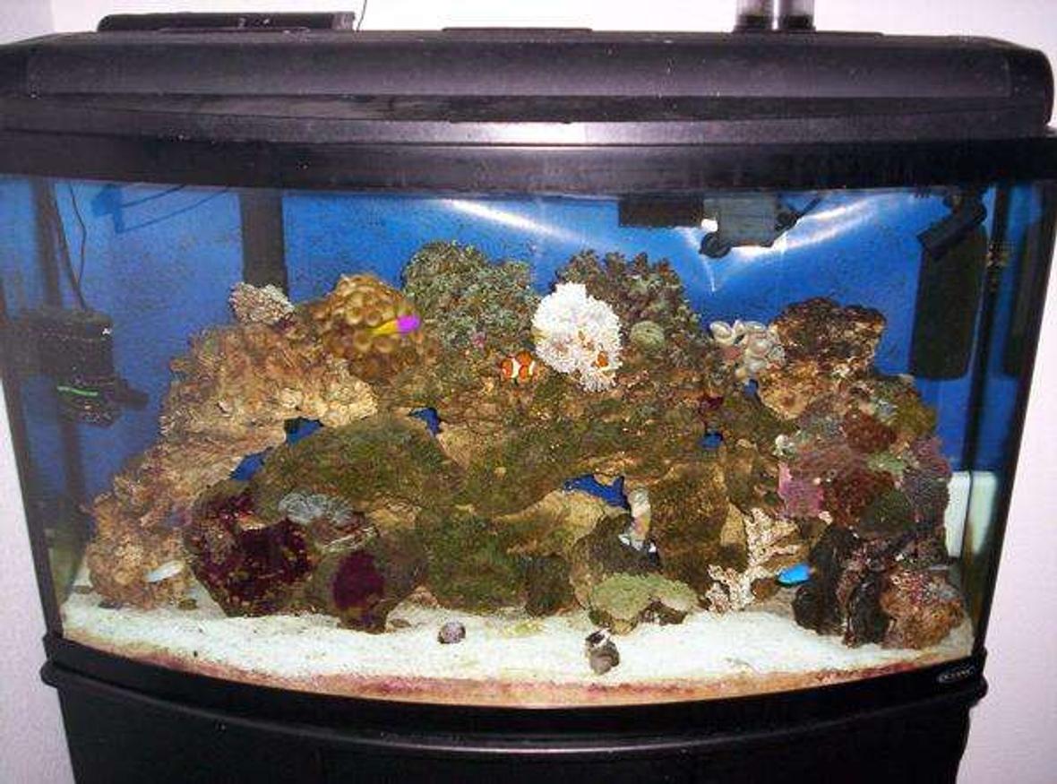 46 gallons reef tank (mostly live coral and fish) - 46g Bowfront Reef
