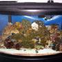 46 gallons reef tank (mostly live coral and fish) - 46g Bowfront Reef