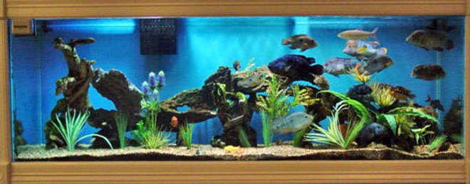 150 gallons freshwater fish tank (mostly fish and non-living decorations) - Large South and Central American Cichlids