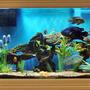150 gallons freshwater fish tank (mostly fish and non-living decorations) - Large South and Central American Cichlids
