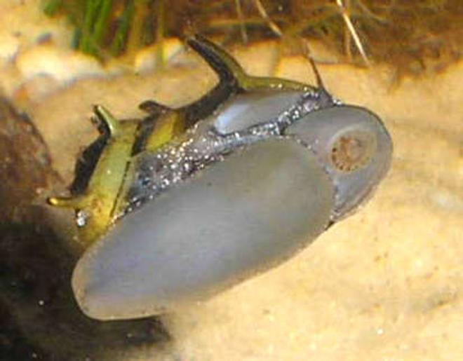 corals inverts - pusiostoma sp. - bumble bee snail stocking in 12 gallons tank - Bumble Bee Nerite Snail eating algae