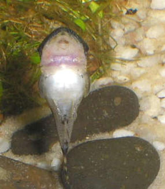 freshwater fish - otocinclus sp. - otocinclus catfish stocking in 12 gallons tank - OTO ELLO!