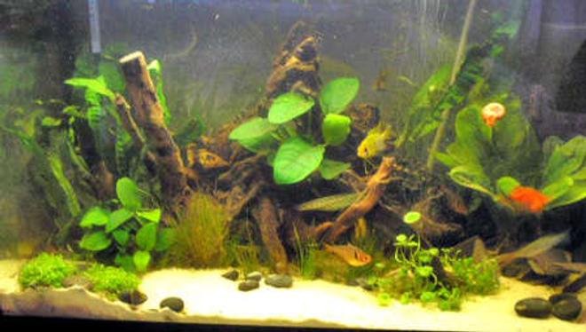 12 gallons planted tank (mostly live plants and fish) - my tank  on 12 october 2006