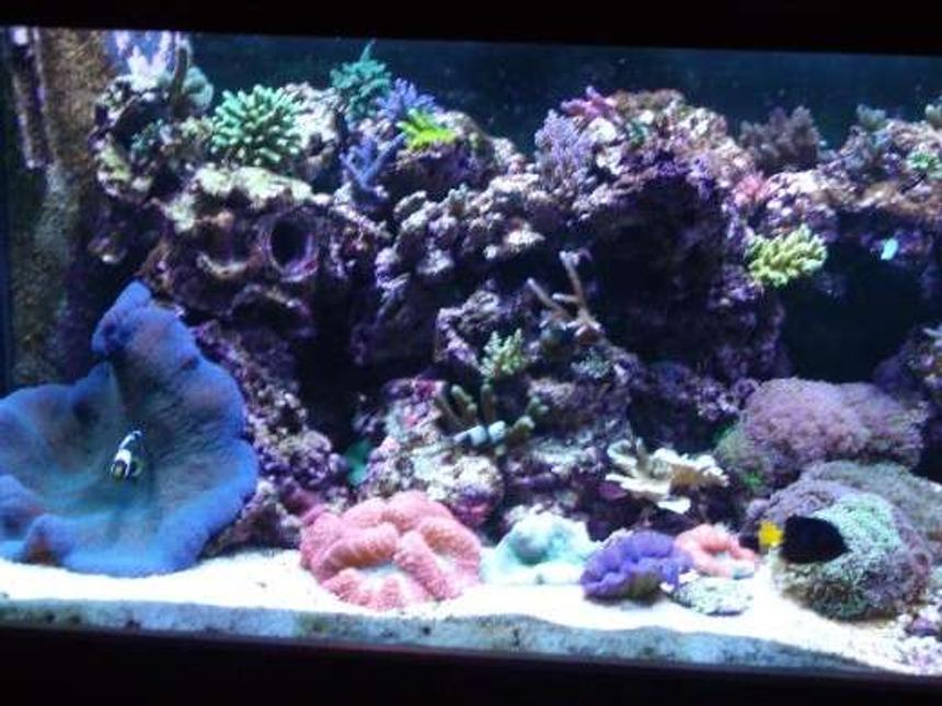 Rated #31: Corals Inverts - Actinodiscus Sp. - Blue Mushroom Stocking In 180 Gallons Tank - left side