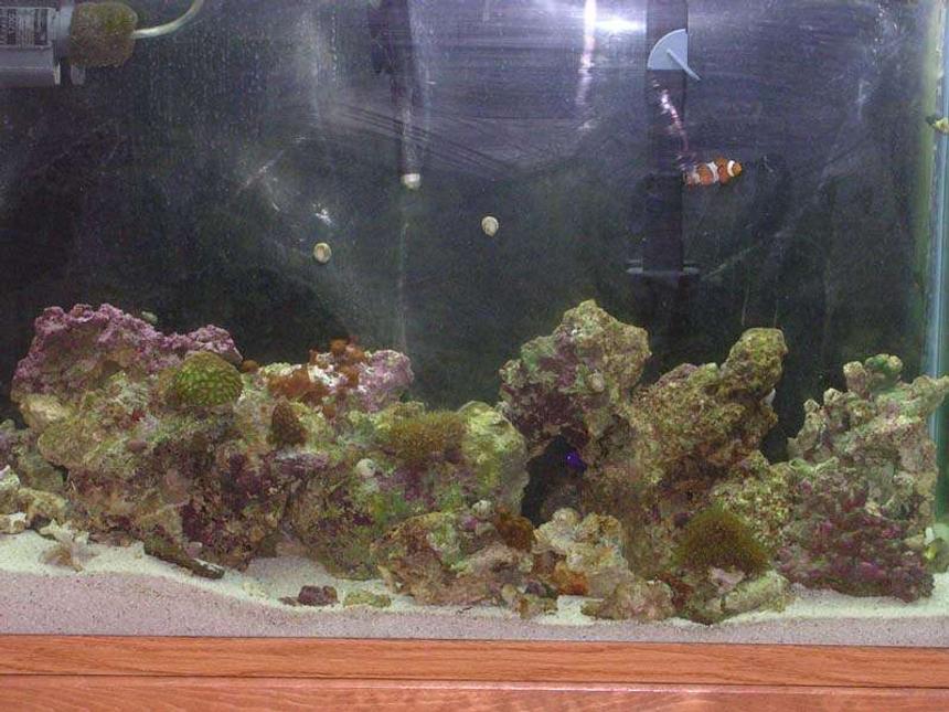Rated #60: 45 Gallons Saltwater Fish Tank - work in progress
