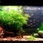 75 gallons planted tank (mostly live plants and fish) - 75 Gallon tank with Murphy and friends eating.