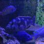 freshwater fish - nimbochromis venustus - venustus cichlid stocking in 4 gallons tank - My African cichlids