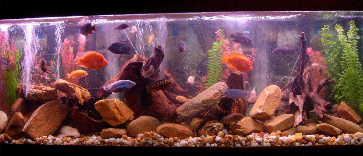 125 gallons freshwater fish tank (mostly fish and non-living decorations) - Lots of fish having a great day