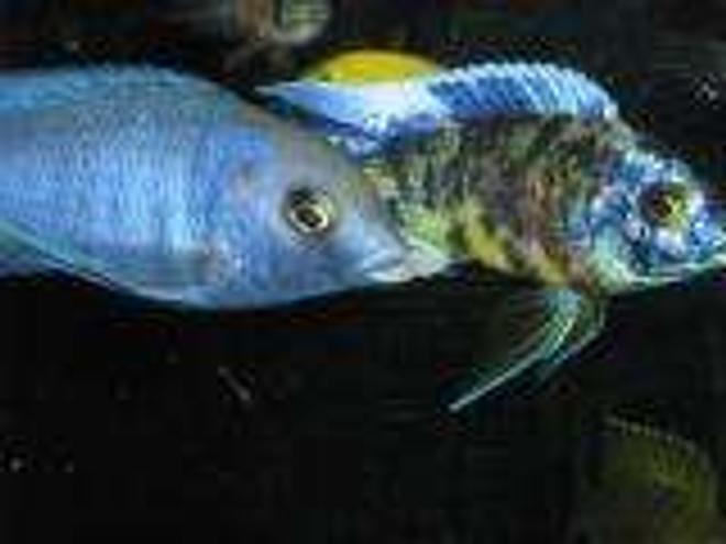 freshwater fish - aulonocara nyassae var. - peacock cichlid, orange blossom stocking in 120 gallons tank - moorii and orange bloch peacock