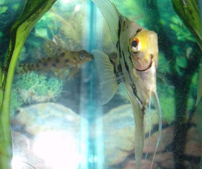 freshwater fish - pterophyllum scalare - assorted veil angel stocking in 29 gallons tank - My angelfish with a synodontis catfish in the background. I thought the shot was cool. :) I like how the fins are in focus.