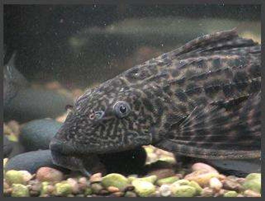 Rated #44: Freshwater Fish - Glyptoperichthys Gibbiceps - Sailfin Pleco (l-83) Stocking In 75 Gallons Tank - pleco