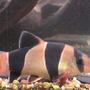 freshwater fish - botia macracantha - clown loach stocking in 75 gallons tank - my clown loach. smaller of 2