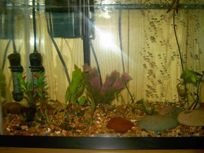 10 gallons planted tank (mostly live plants and fish) - A pic of my tank with my oscar fish on the bottem left hand side.