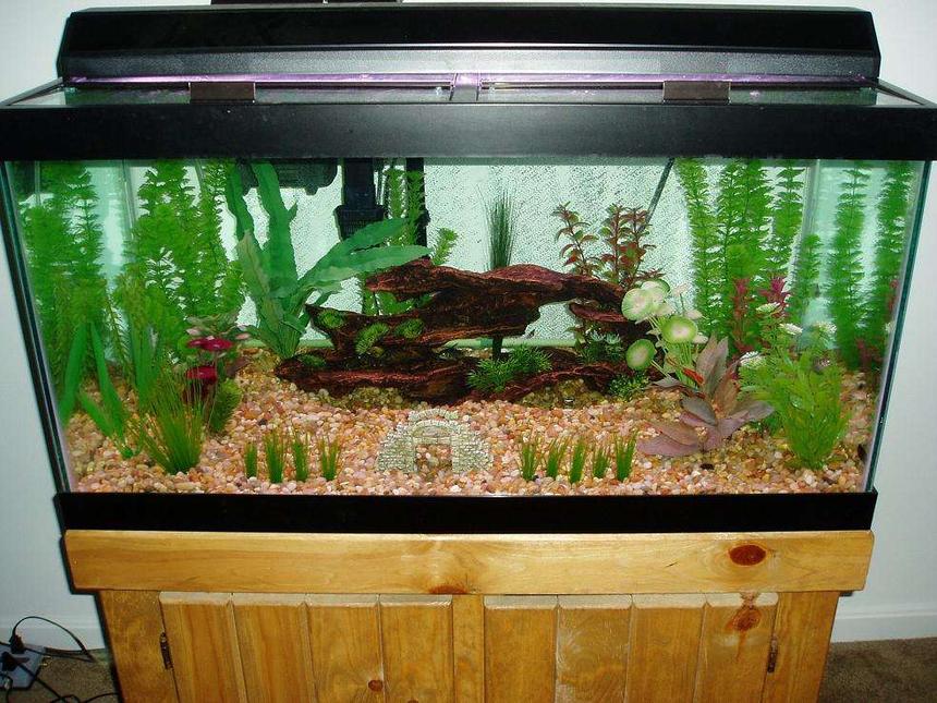 Rated #277: 50 Gallons Freshwater Fish Tank - 50 gallon AGA tropical community aquarium with versa glass tops and a strip light. Marineland Emperor 280 filter and a 200W Visi-therm heater.

6 Black Skirt Tetra, 8 Cardinal Tetra, 2 Peppered Corydoras, 2 Panda Corydoras