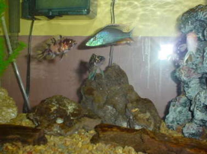 freshwater fish - dimidiochromis compressiceps - compressiceps cichlid stocking in 40 gallons tank - Cichild Tank