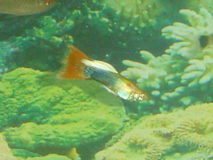 freshwater fish - poecilia reticulata - red cobra delta guppy stocking in 29 gallons tank - Neptune! my fancy male Guppie