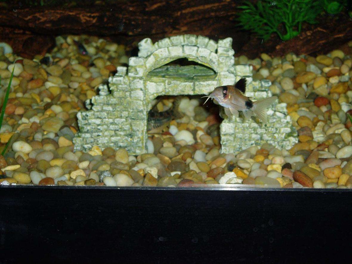 freshwater fish - corydoras panda - panda cory cat stocking in 50 gallons tank - Here's my biggest Panda Corydoras and the back end of a Peppered Corydoras under the bridge.