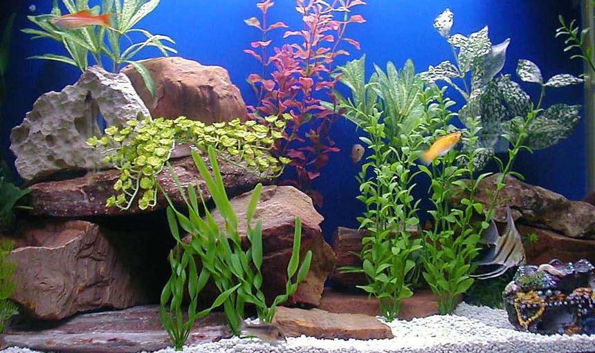 Rated #41: 50 Gallons Freshwater Fish Tank - 50 gallon acrylic tank with 12 community type fish